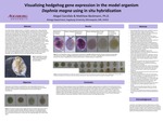Visualizing hedgehog gene expression in the model organism Daphnia magna using in situ hybridization by Abigail Garofalo